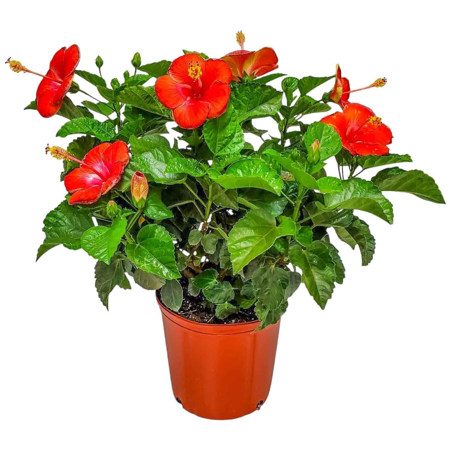 Amazon.com : Hibiscus Plant Live - Hibiscus Bush - Red President