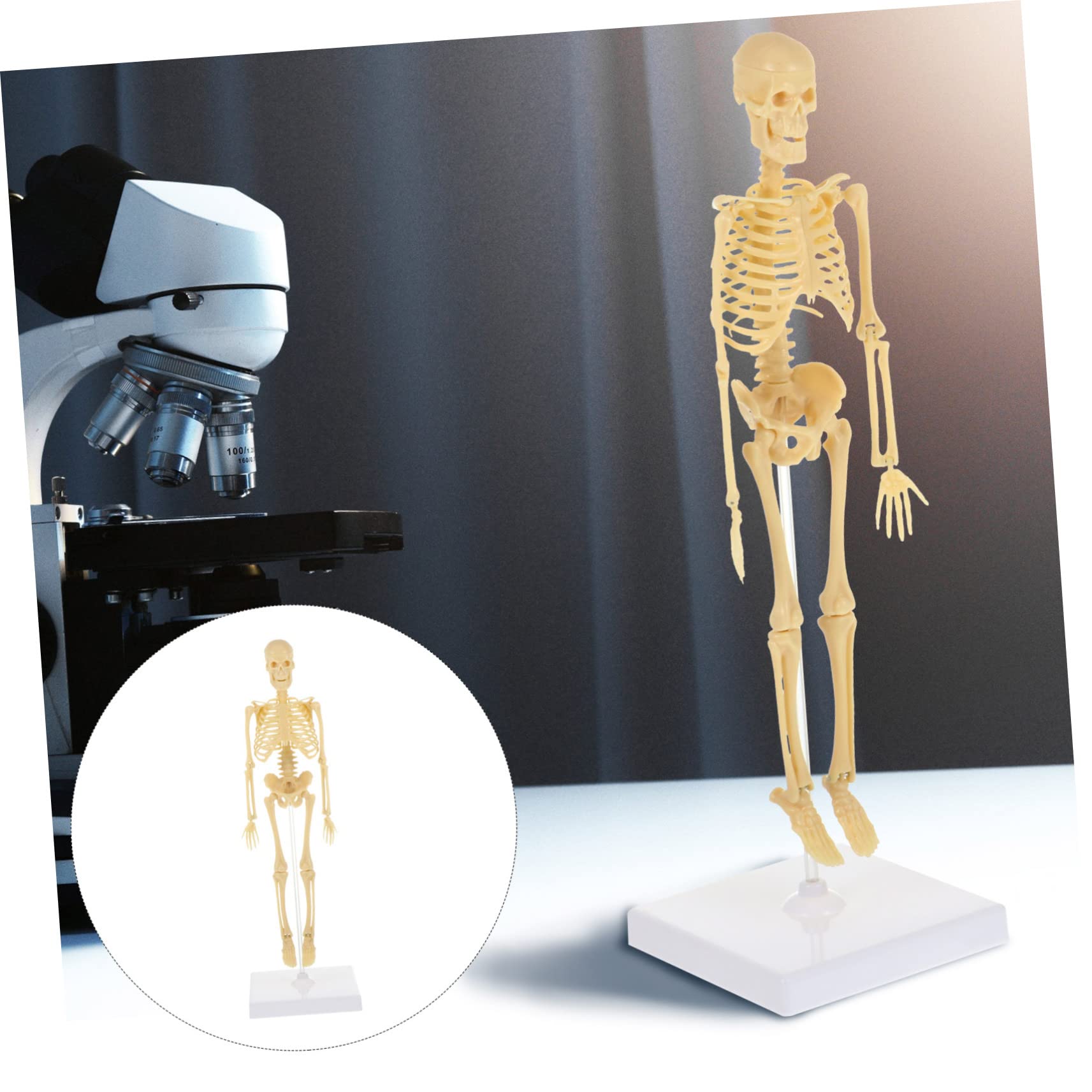 PRETYZOOM Human Skeleton Model Skeleton Decor Skeleton Man Skeleton Mannequin Assembly Manikin Simulation Mannequin Plastic