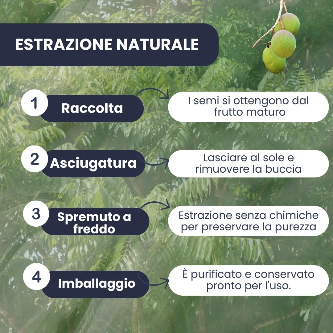PLANTAWA Olio di Neem 2L | Massima Concentrazione | Spremuto a Freddo, Naturale e Non Raffinato | Alta Qualità ed Efficienza | Materia Prima Multiuso per Interni ed Esterni | Facile Applicazione