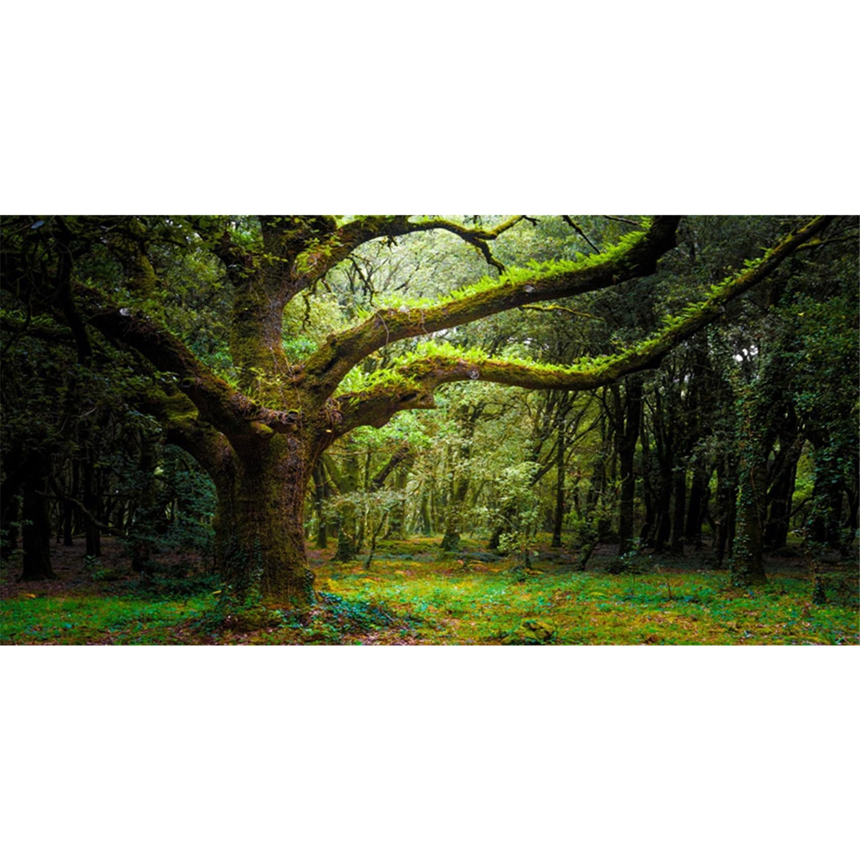 MIRRORANG 180x61cm Deep Forest Terrarium Background Tropical Aquarium Background Huge Trees Reptile Habitat Background Vinyl Background