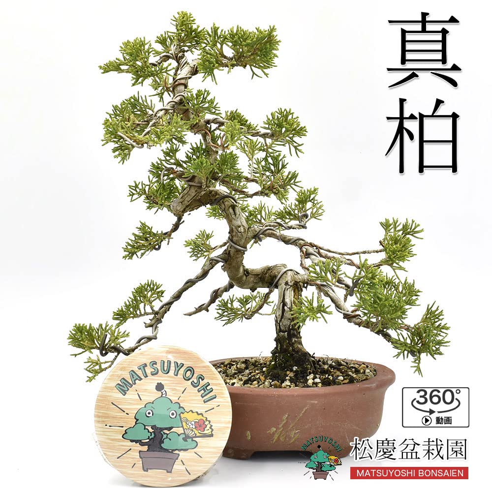 Amazon.co.jp: 盆栽 【真柏】 ミニ盆栽 15年以上 かわいい ジン シャリ