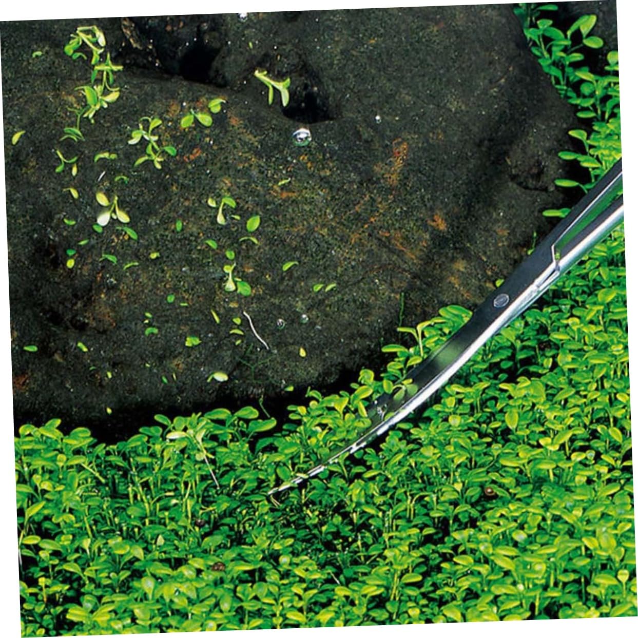 Yardwe 3 Piezas 25 Tijeras Punta Curva Tijeras para Acuario Tijeras para Cortar Plantas Tijeras para Plantas acuáticas Pinzas para Plantas acuaticas Tijeras para Plantas peceras