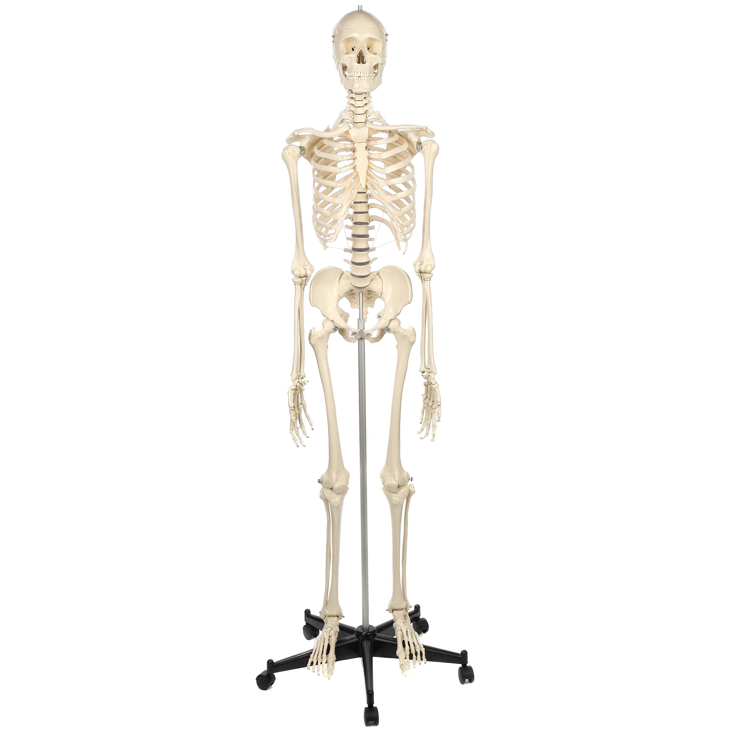 Rudiger Anatomie Human Skeleton Model Anatomy Bundle, 5' 7