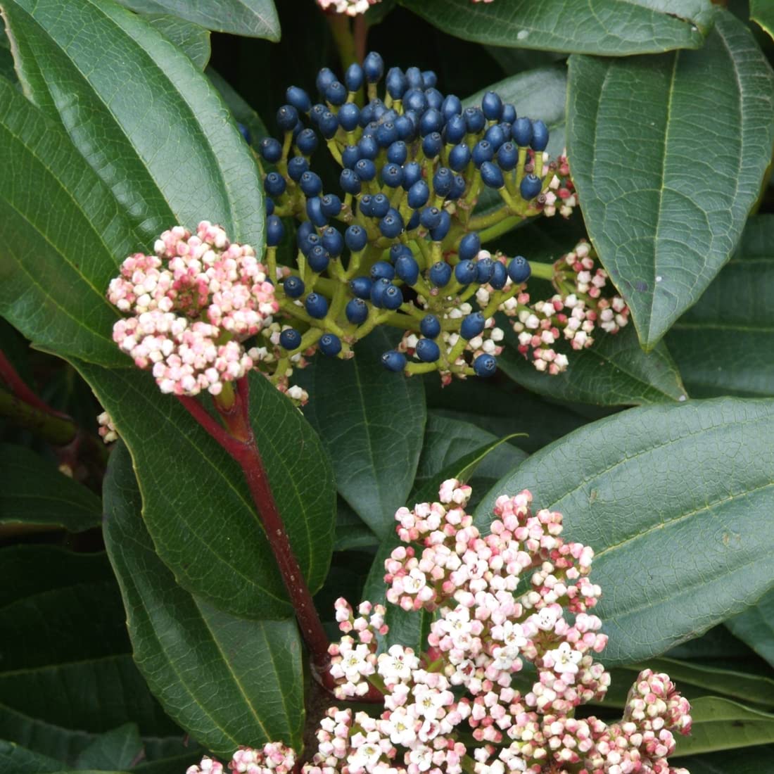 3 x Bola de David - Viburnum Davidii 25-30 cm en maceta - Añada un toque de frescura y elegancia a su jardín