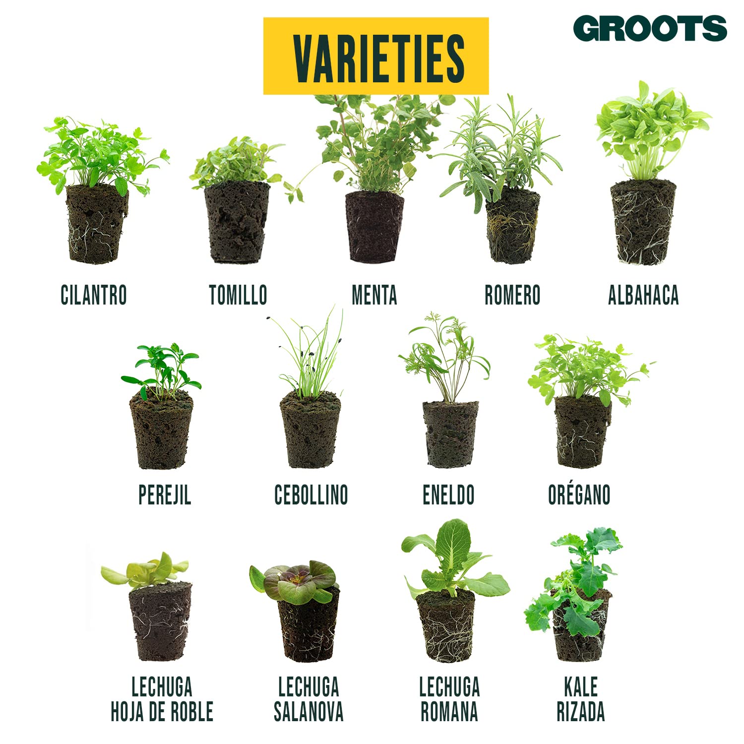 Pack de 4 Planteles de Albahaca Fresca 20g - Homemade Pesto Kit - Cultivo Vertical sin Tierra - Hierba Aromática