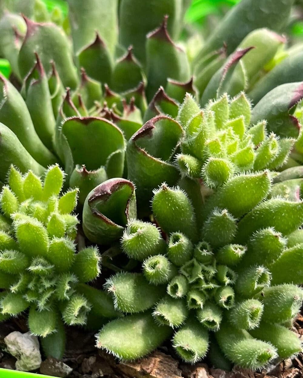 Perennial Farm Marketplace Sempervivum 'Oddity' (Hens & Chicks) Perennial, 1 Quart, Lime Green Foliage