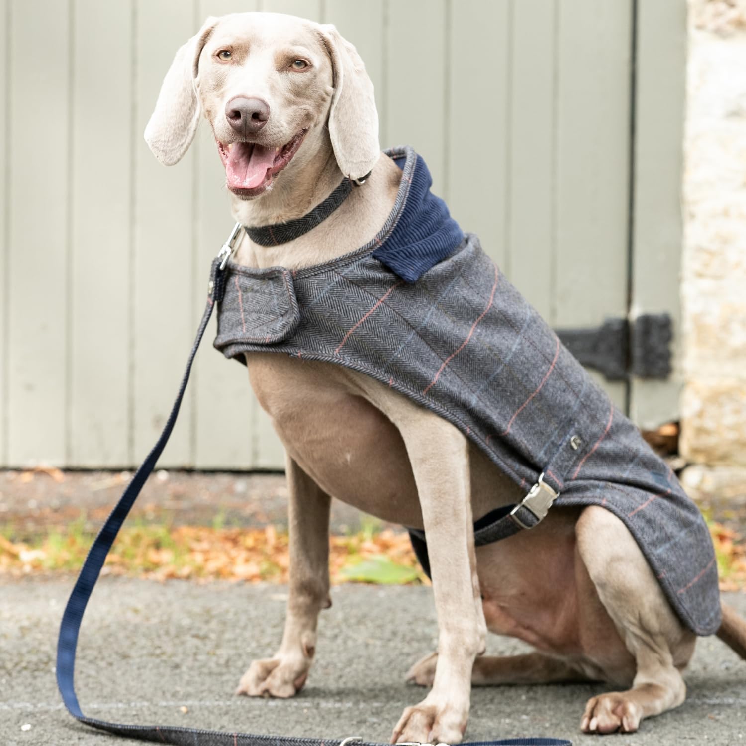 HUGO & HUDSON x Hackett Chaqueta de Tweed para Perro, Abrigo de Invierno cálido con Cuello de Pana, Cuadros Grises en Espiga, XS25