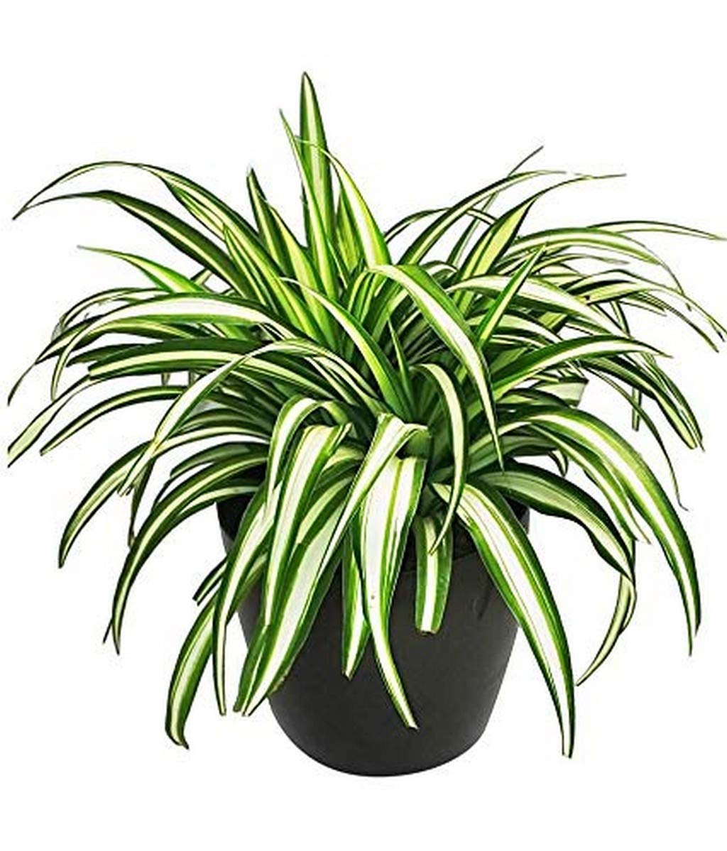 Creative Farmer Live Plant Indoor Spider (Chlorophytum) Beginner S (1 Healthy Live Fruit Plant) (B08P5TJC7C) Amazon Price History, Amazon Price Tracker