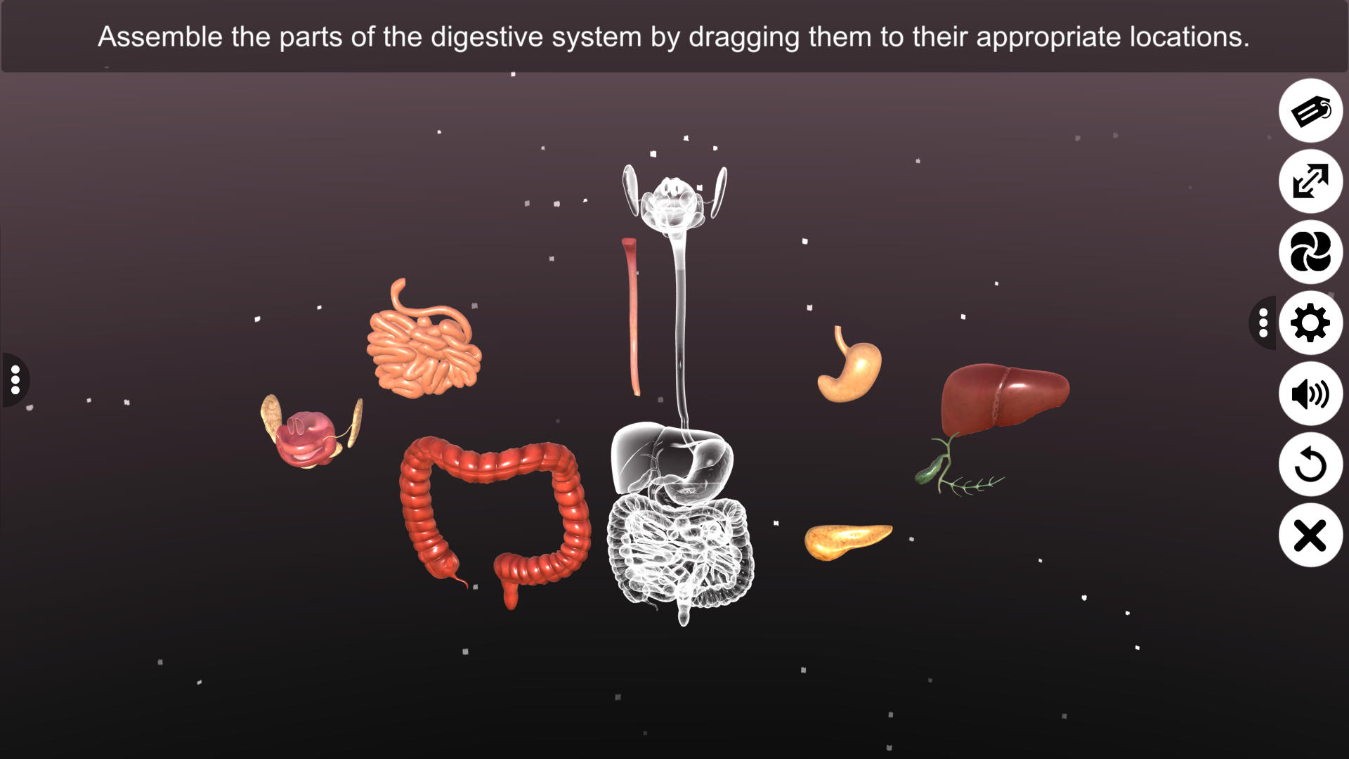 Human Digestive System - App on Amazon Appstore