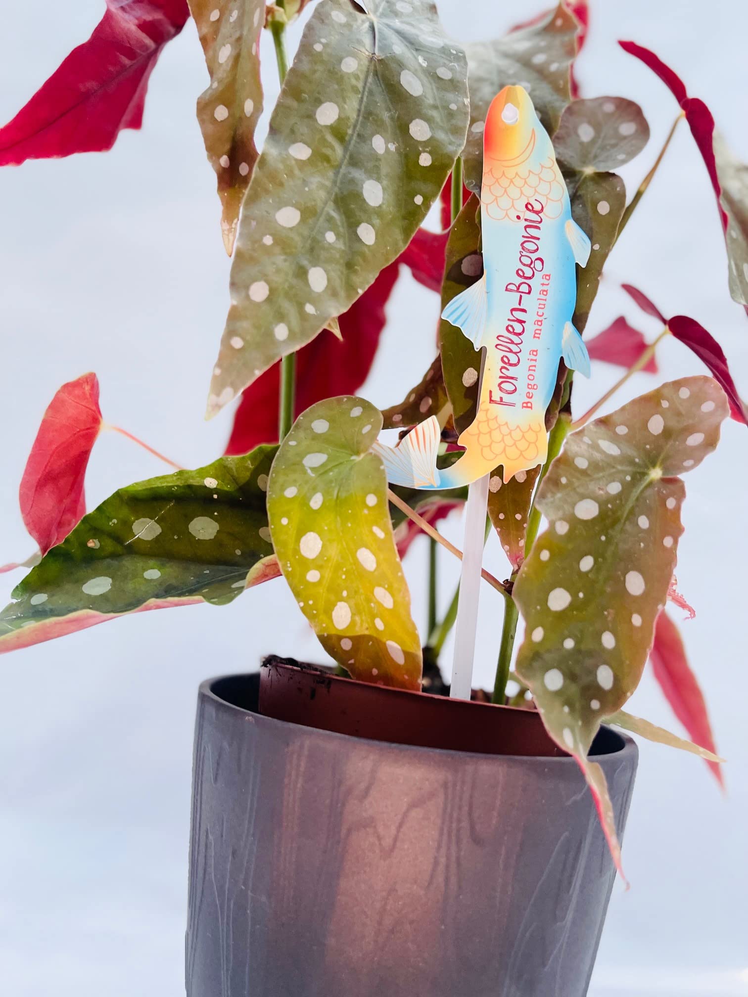 Vivaio Garden Forest Pianta Begonia Maculata Wightii, Pianta reale, Pianta da appartamento, Brasile, Decorazione casalinga, Pianta brasiliana, Pianta tropicale, Vaso 12CM, H 30cm