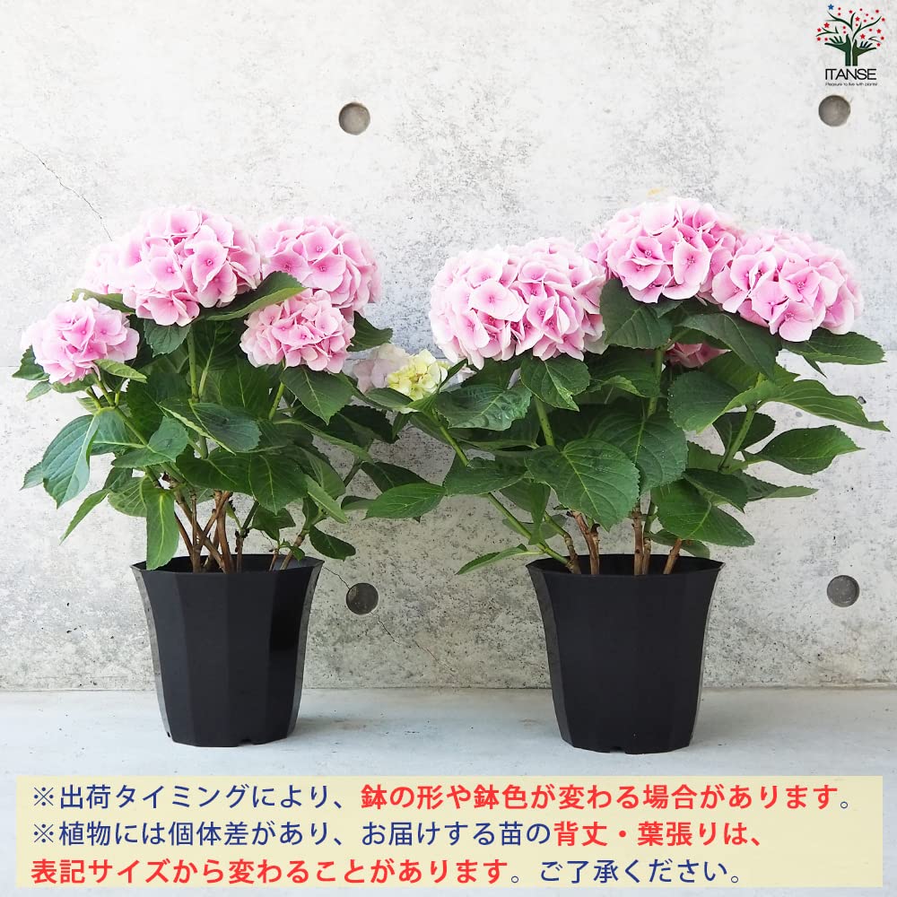 Amazon.co.jp: Hydrangea Cotton Candy Pink No. 5 Pot, Sold as 1