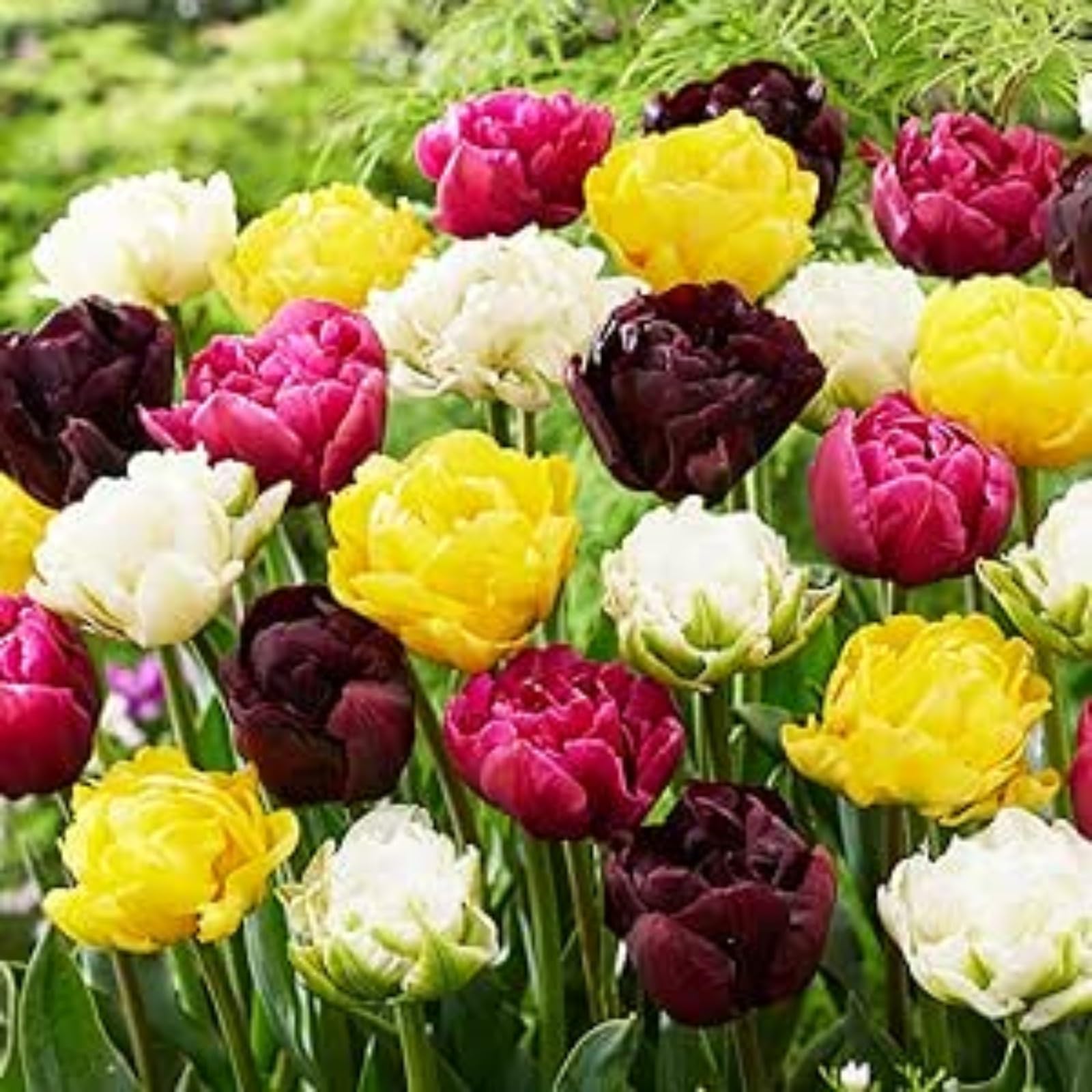 Tulip Bulbs for Planting Now UK Ornamental Excellent Display Plant Bulbs Greening Flower Good for Containers Natural Organic Easy Plant Perennial Unique-15Bulbs-B