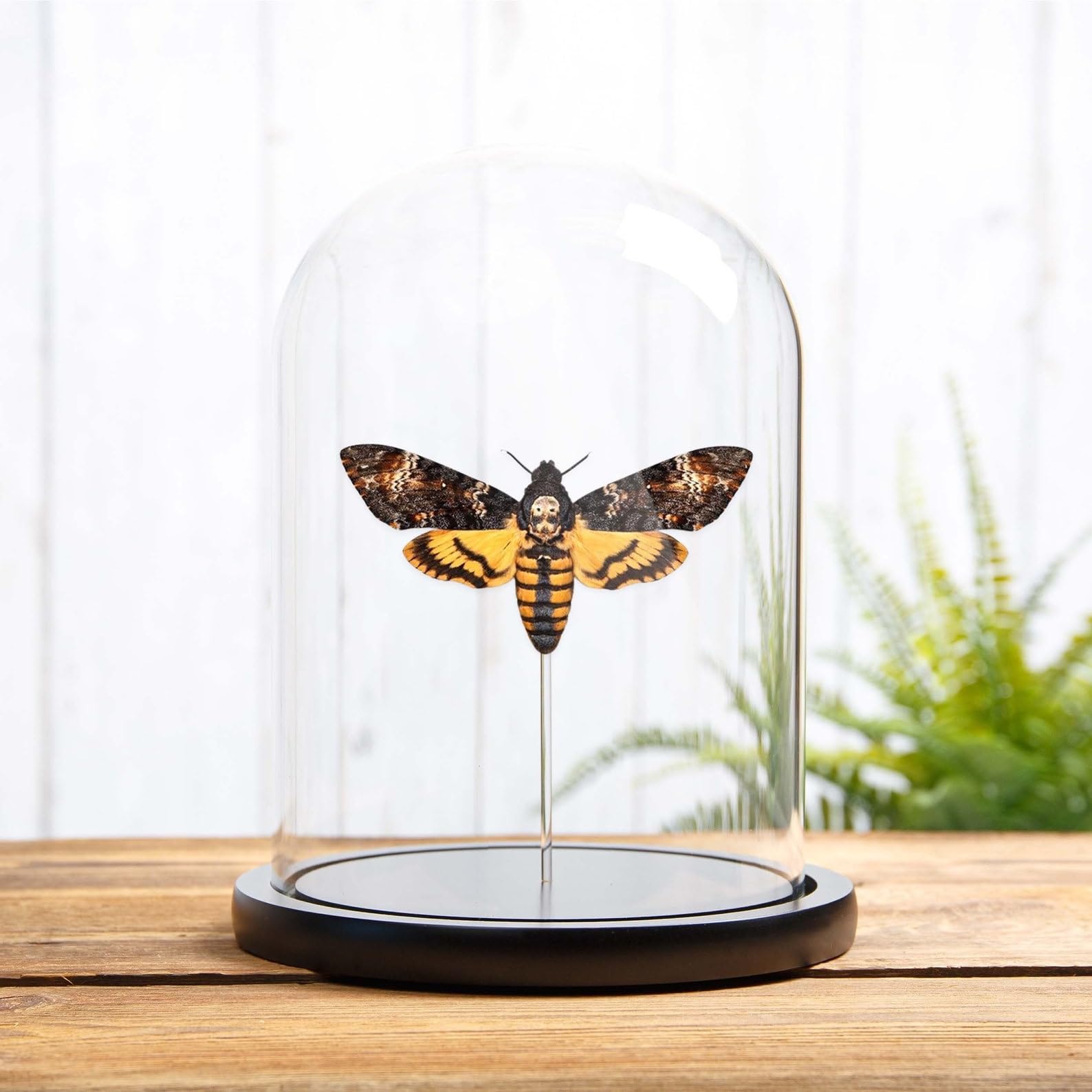 Minibeast Black Death's Head Hawk Moth Entomology Dome (Acherontia Atropos)