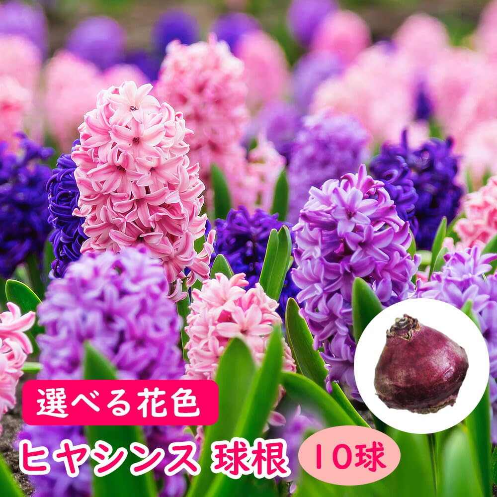 スズラン 球根 白と紫の花 Amazon.co.jp: 選べる花色「 ヒヤシンス 球根【 黄花 10球 】 」球根