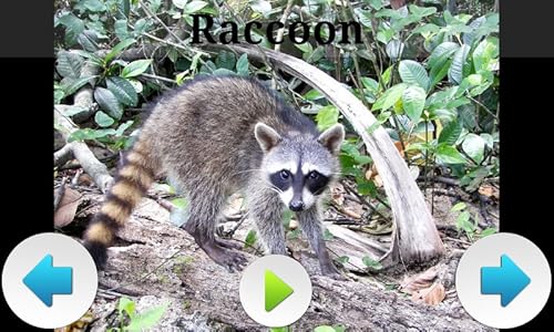 Melhores Animais da América do Sul