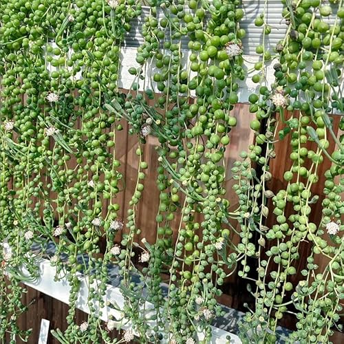 Miniatura 3 de Cadena de perlas que se arrastran en maceta de 2 pulgadas, plantas suculentas vivas, plantas suculentas que se arrastran, planta de interior de