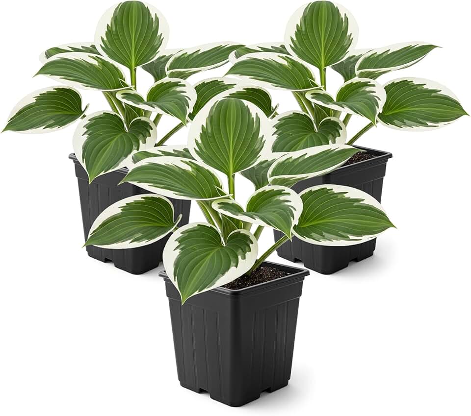 Live Perennial Hosta - Patriot (3 Plants Per Pack) Beautiful Accent Plant, 10" Tall by 4" Wide in 1 Qt Pot