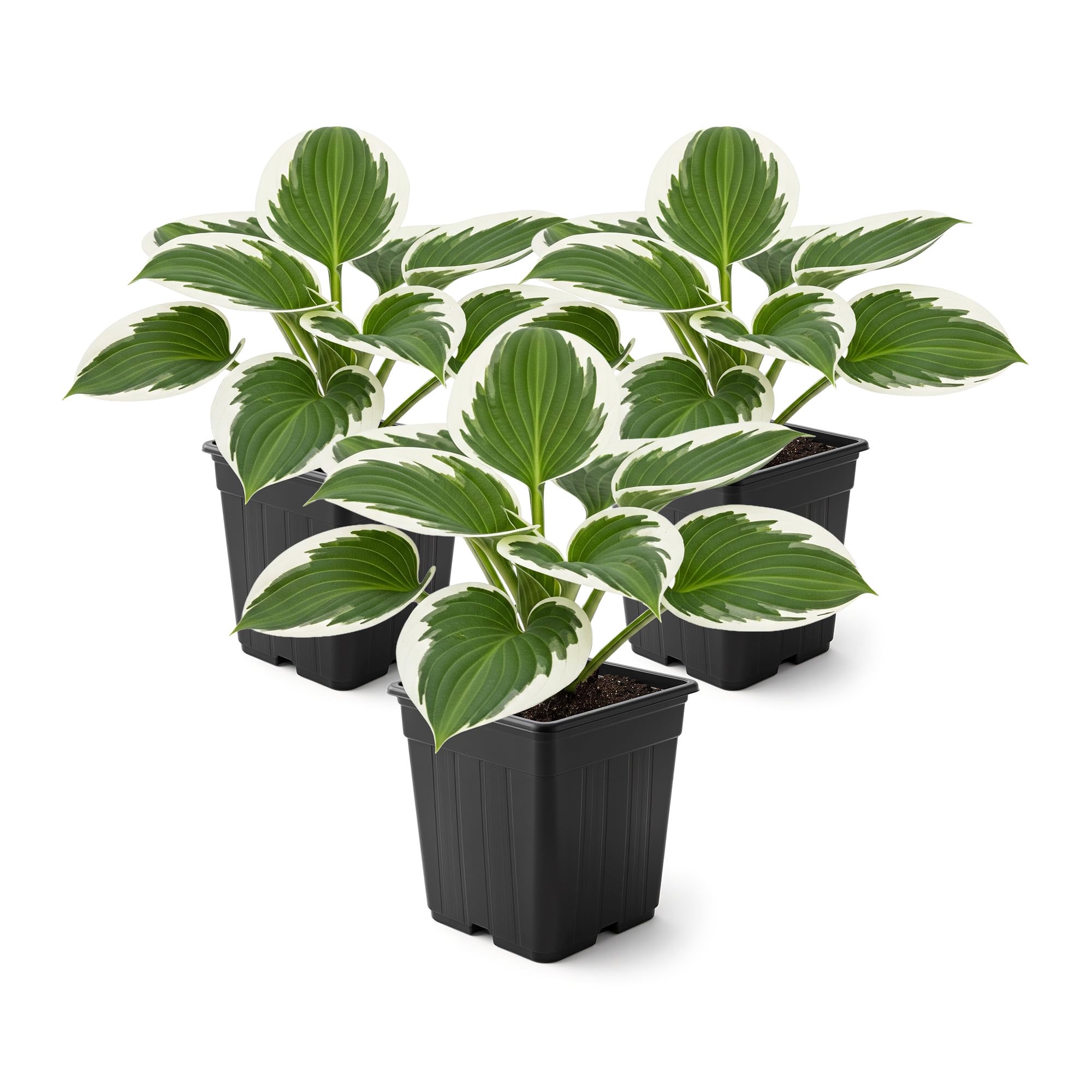 Live Perennial Hosta Patriot 3 Plants Per Pack