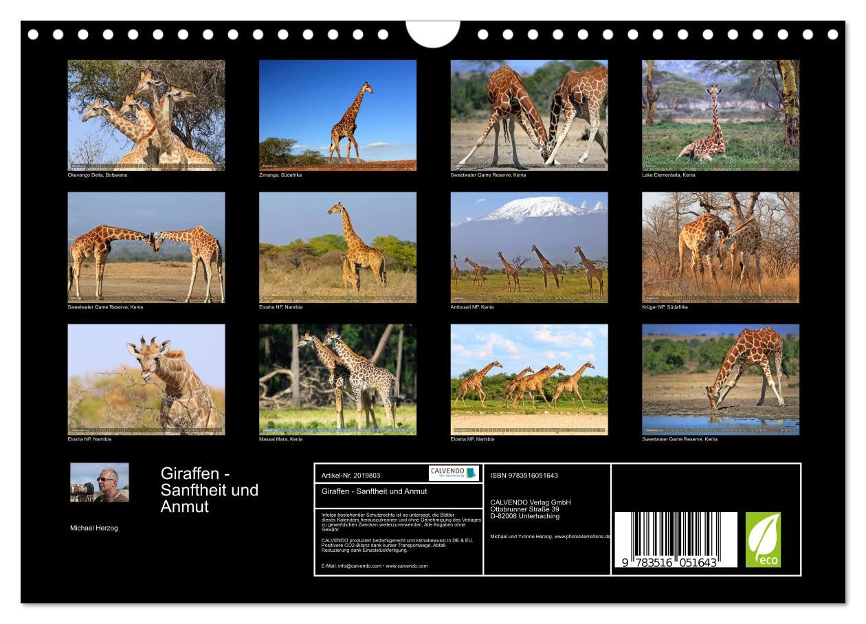 Giraffen - Sanftheit und Anmut (Wandkalender 2026 DIN A4 quer), CALVENDO Monatskalender: Giraffen-Begegnungen in Afrikas Savannen (CALVENDO Tiere)