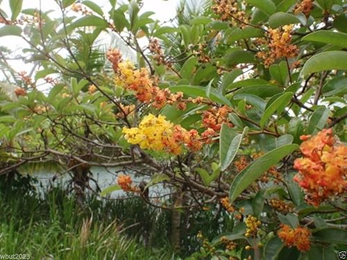 Miniatura 2 de 5 Semillas Nancy Tree Seeds (Byrsonima Crassifolia) Cuchara dorada, Nance, Maricao Cimun!