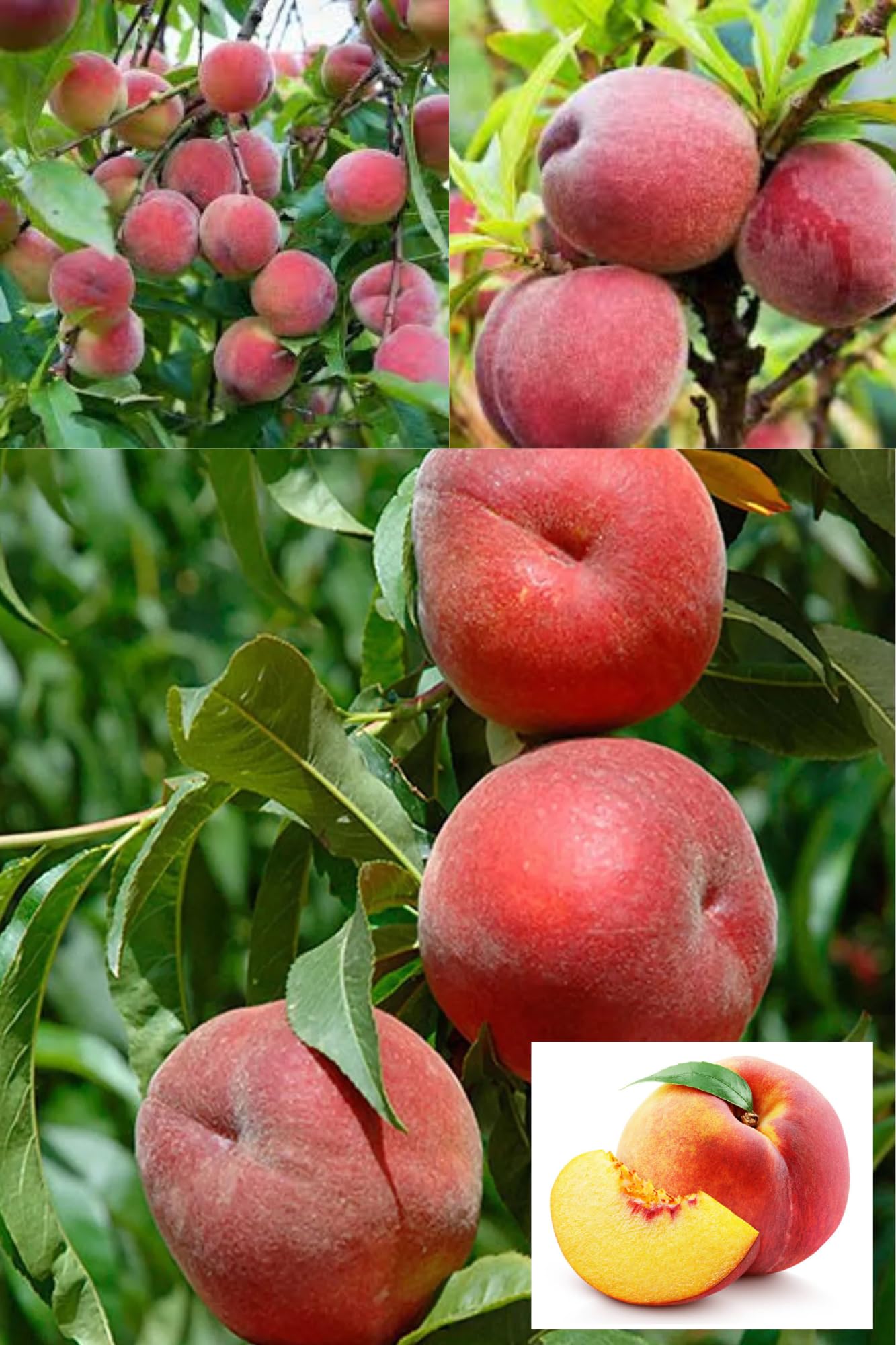 ZXXYANBI Floridaprince Peach Grafted Fruit Live Plant (Height 2