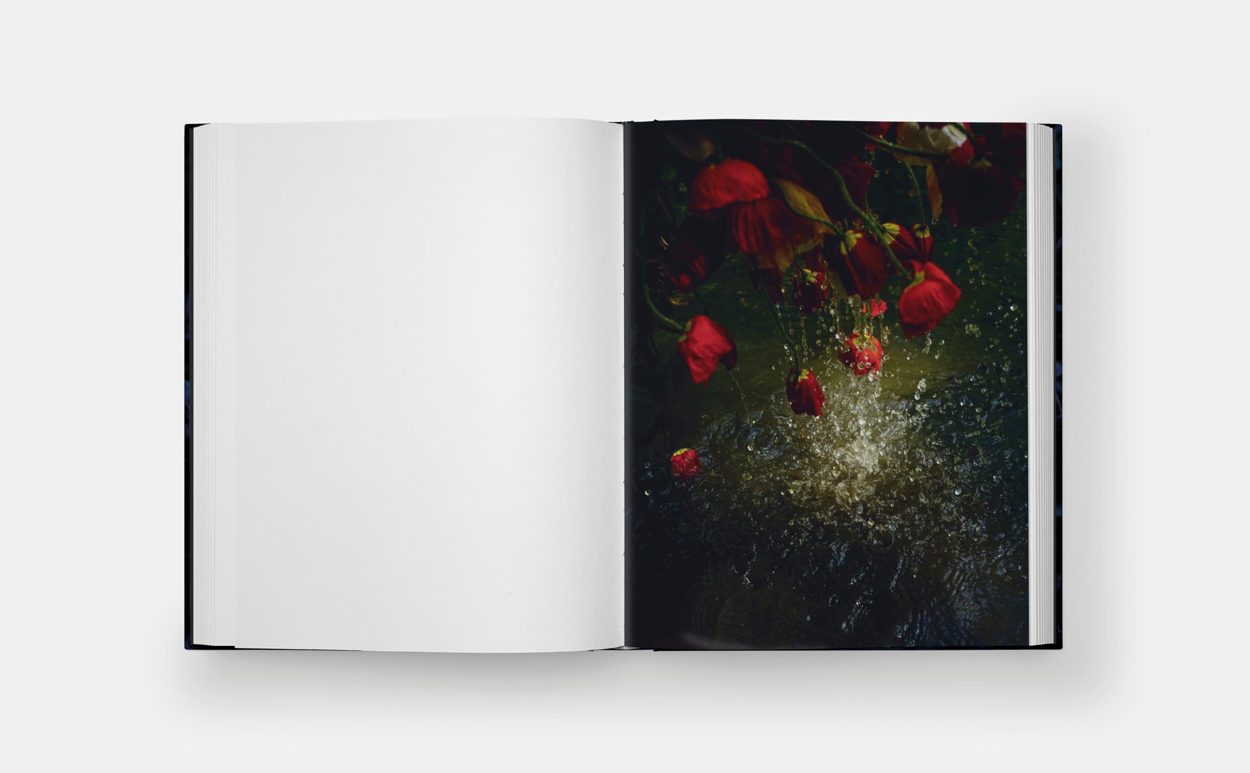 Blue Violet (The Monacelli Press)