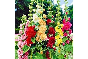 400+ Double Hollyhocks Seeds Mix