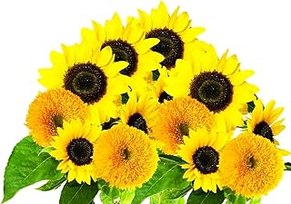50 Pcs Dwarf Sunflower Seeds - to Plant and Grow Teddy Bear and Sunspot in Your Flower Garden - Ships from WY