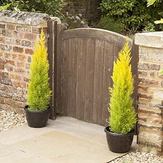 You Garden - 3 x Cupressus Conifer Macrocarpa Goldcrest Tree in a 10.5cm Pot 28-30cm Tall - Supplied as 3 x Established Cypress Tree Ready to Plant in Ground or Large Pots