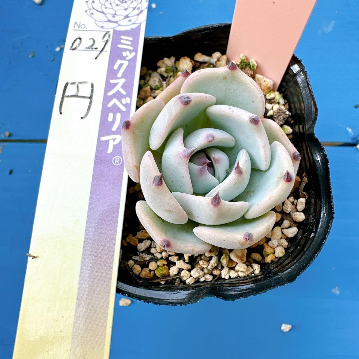 Amazon.co.jp: まどか 円 多肉植物 ミックスベリア 札なし 抜き苗発送