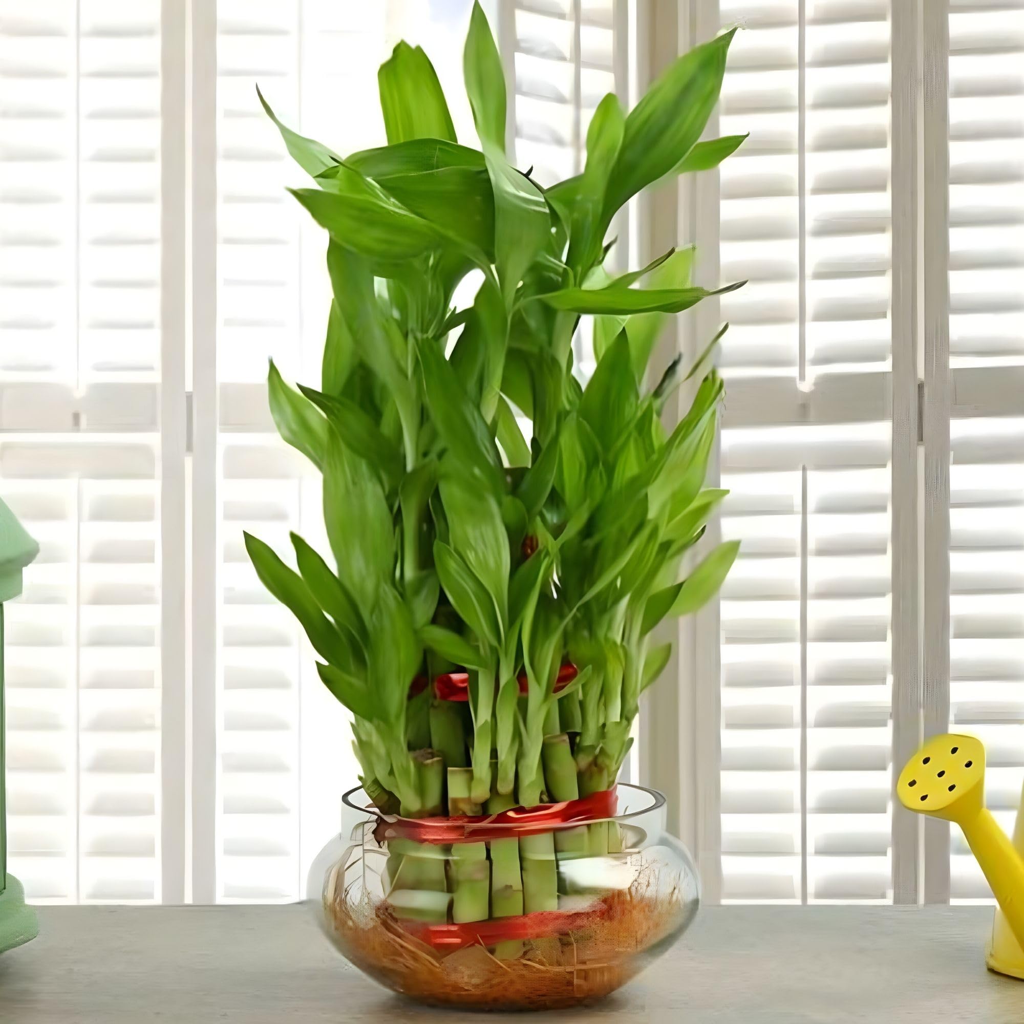 See full amazon price history chart for TreeGoo Lucky Bamboo 2 Layer – Indoor Plant for Good Luck and Positivity with Decorative Pot TreeGoo Lucky Bamboo 2 Layer – Indoor Plant for Good Luck and Positivity with Decorative Pot (B0D7PYQ8WV) Amazon Price History, Amazon Price Tracker