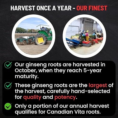 Miniatura 5 de Raíces de ginseng canadiense 8.01 oz  5 años de tamaño grande Jumbo  Hacer sopa de ginseng  EnergíaInmunidadEnfoque