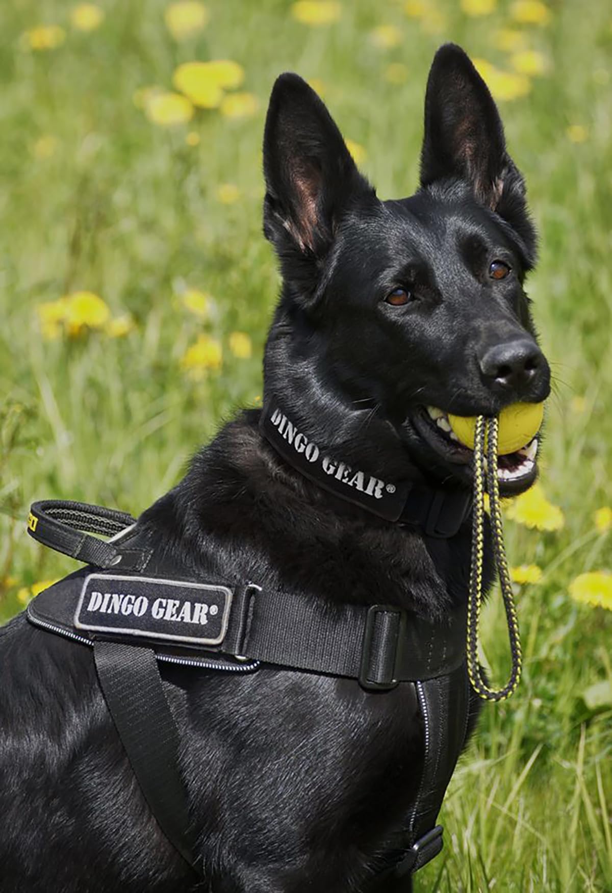 Dingo Gear Collar Cobra con Hebilla Segura y Velcro. Defensa. Cuello 45–63 cm, Negro (S04029)