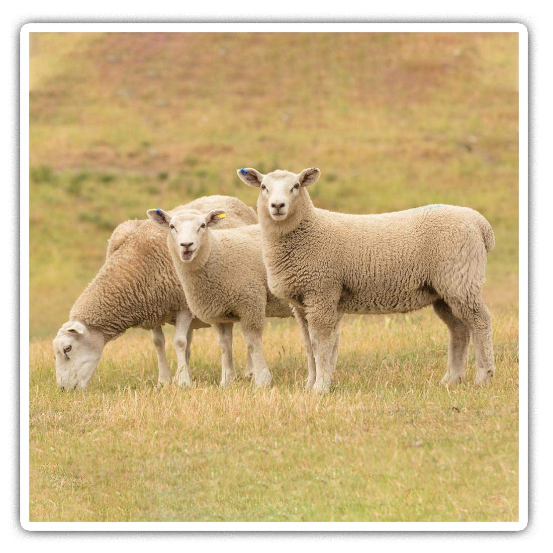 Destination Vinyl Ltd Multi 2 X 10Cm Square Vinyl Stickers - Sheep Herd Farm Farmer Animal Decals 14831