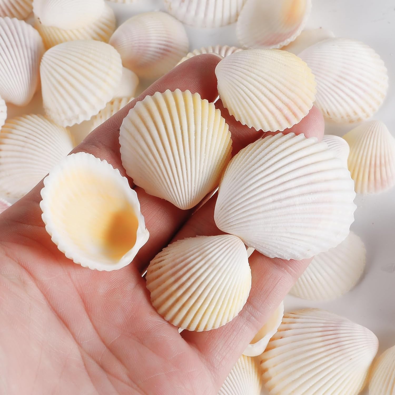 PPCLION 80 PCS 0.8-1.8 Inch Natural Scallop Shells Sea Shells for DIY Craft Home Décor - Image 3