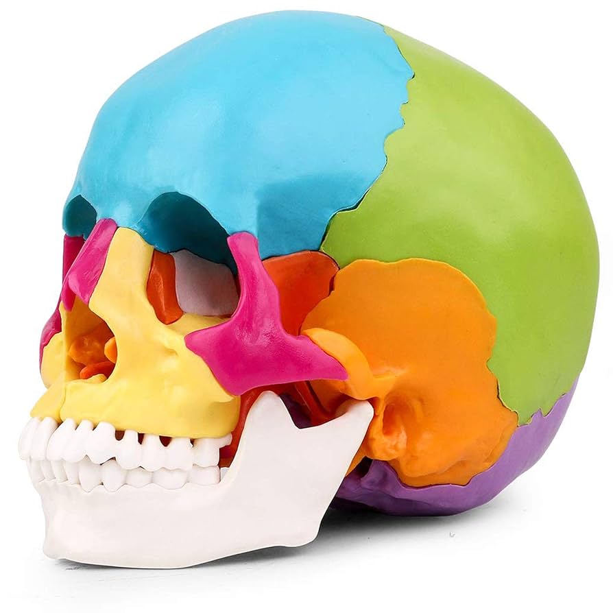 Amazon.co.jp: 頭蓋骨 模型 22 分解 頭蓋骨模型 耳鼻科 実物大