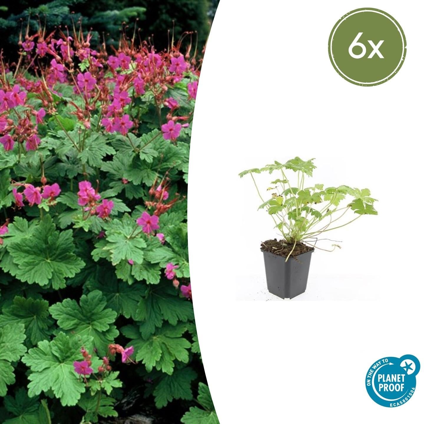 Storchschnabel Geranium macrorrhizum 'Czakor' 24 Pflanzen Ø9 cm 10-25 cm