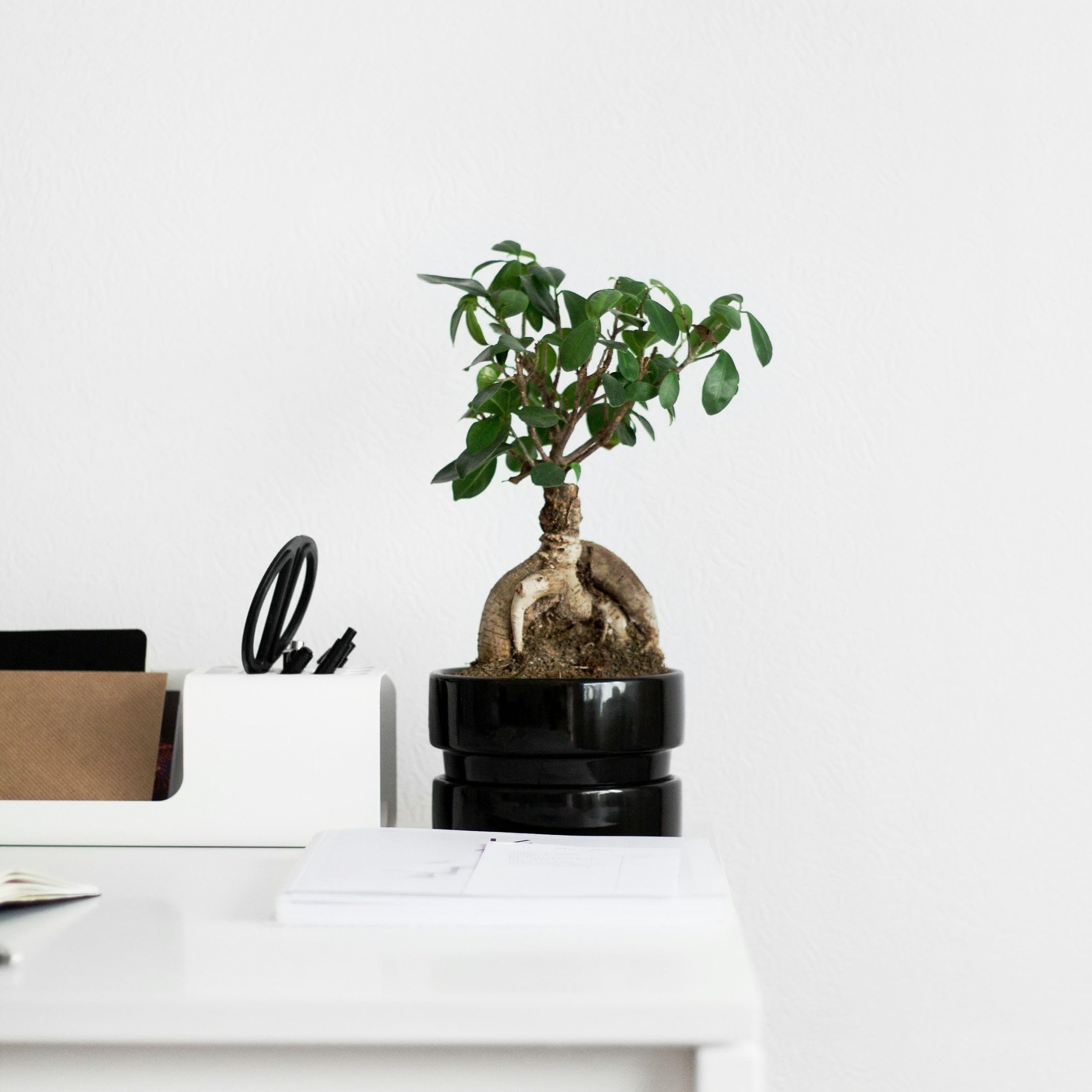 Plant in a Box - Bonsai Ficus Ginseng - Set de 4 - Plantas de interior - Maceta 12cm - Altura 30-40cm
