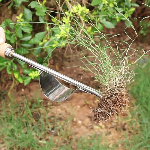 Miniatura 6 de Herramienta de deshierbe de jardín, mango de madera, base de acero inoxidable, manual manual de desbrozador de malezas con horquillas afiladas en