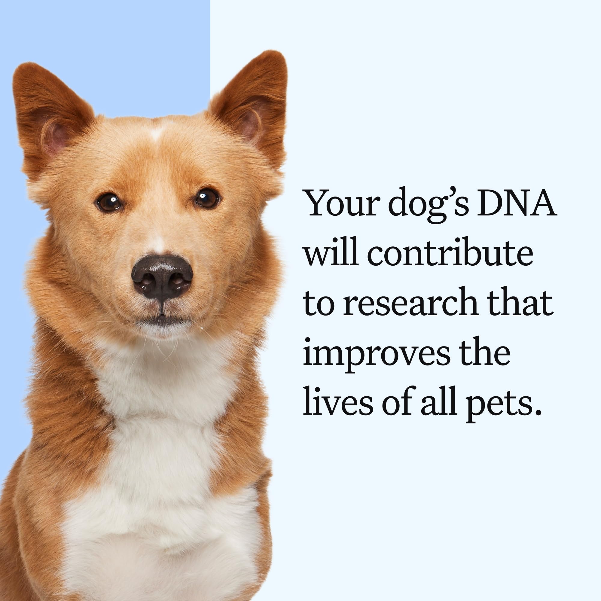 Wisdom Panel Essential Dog DNA Test Kit — Amazon image 9