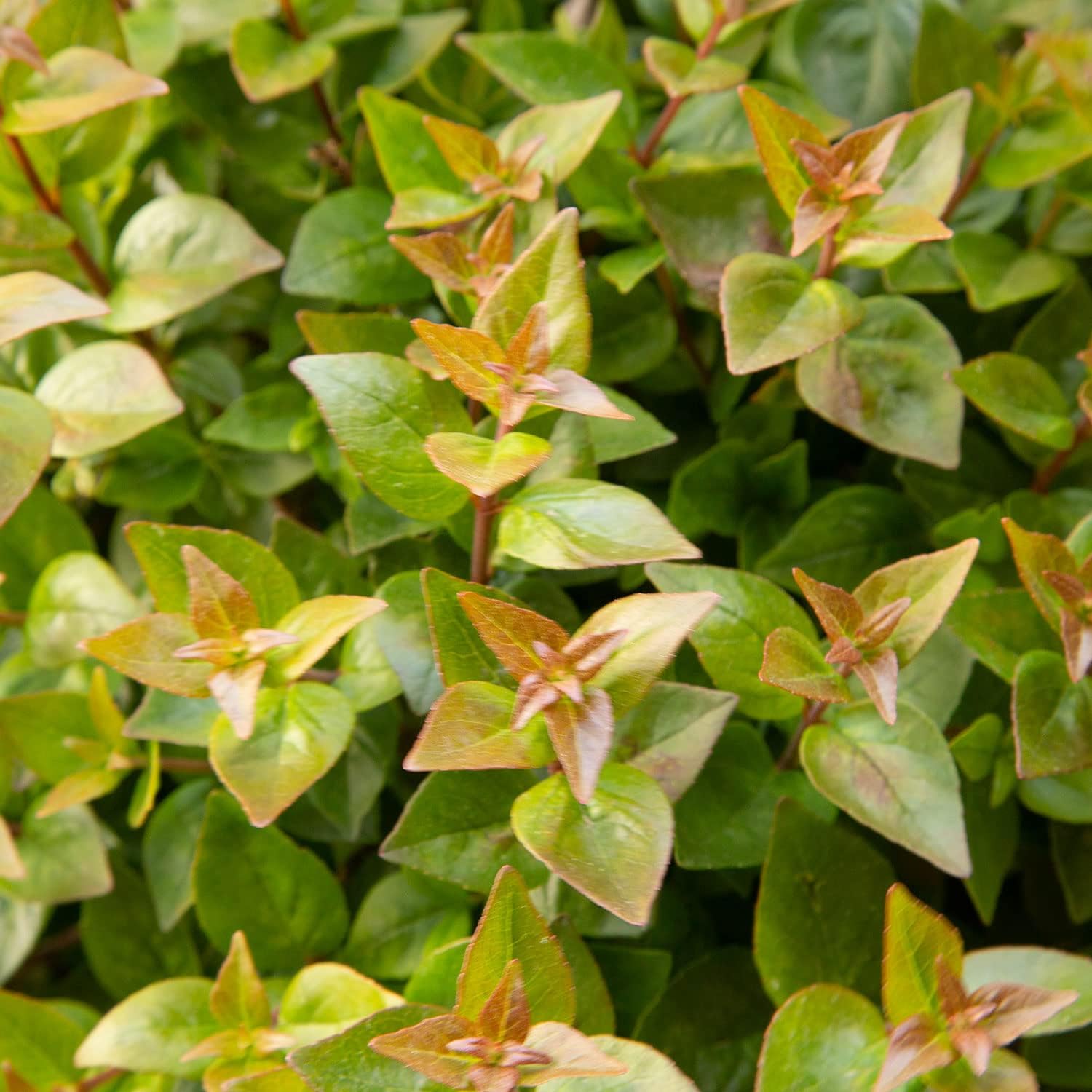 Rose Creek Abelia (2.5 Gallon) - White Flowering Evergreen Shrub | Fragrant Ornamental Landscape Accent - Full Sun to Part Sun Live Outdoor Plant