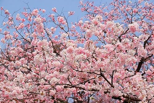 Live Akebono - Árbol de cerezo en flor (6 a 10 pulgadas de alto), flor de cerezo para jardinería - Not Ship AZ & CA