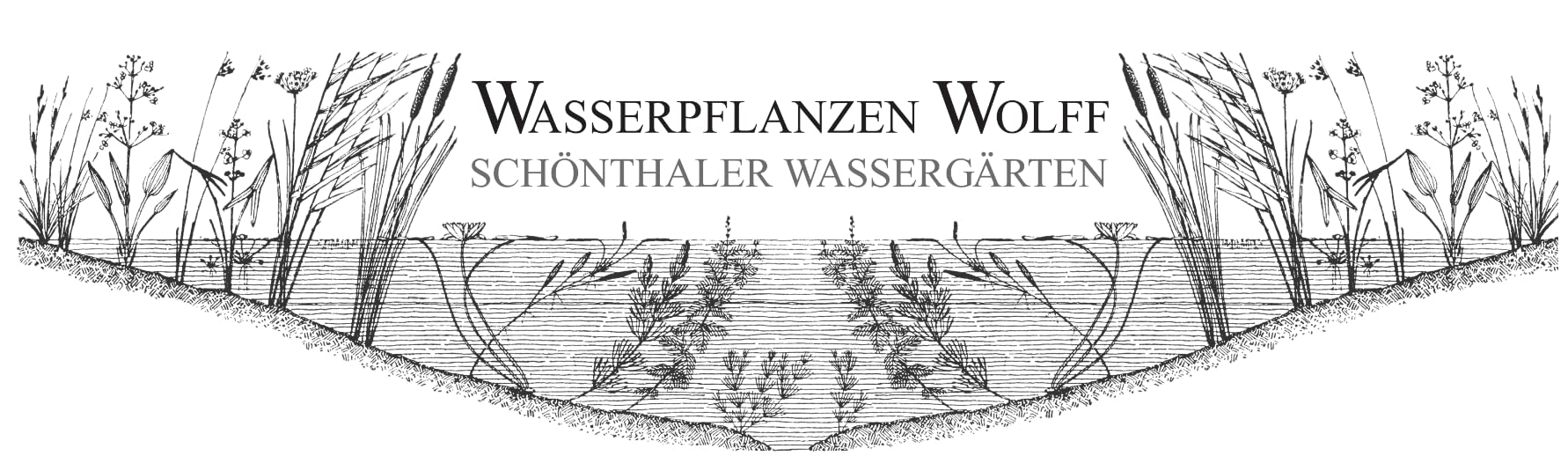 eine Portion Schwimmende Wolfsmilch/Phyllanthus fluitans, Klärpflanze Sauerstoffpflanze für Kaltwasser und Warmwasser Aquarium