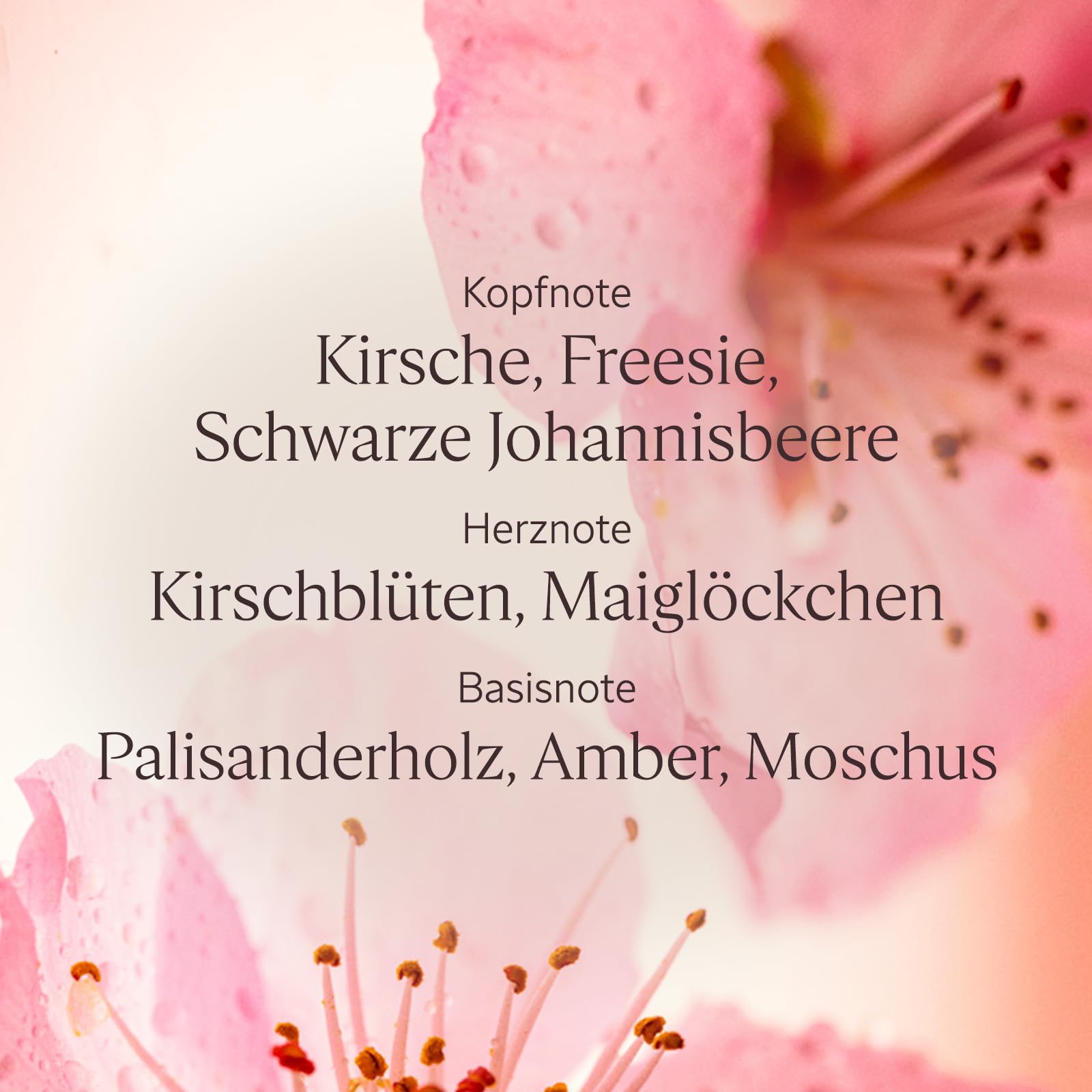 L'OCCITANE - Geschenkbox Fleurs de Cerisier (Kirschblüte) Körperroutine