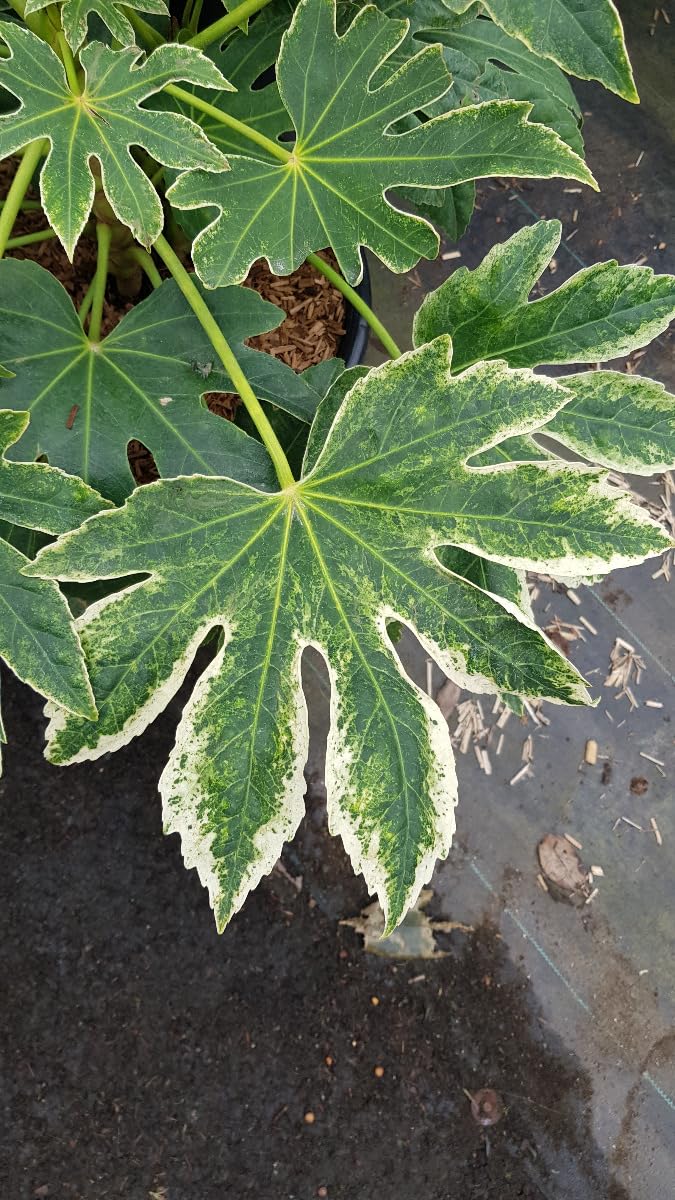 Fatsia japonica SPIDER'S WEB® 'Tsumugi-shibori' Aralie du Japon panaché 3-4 litres
