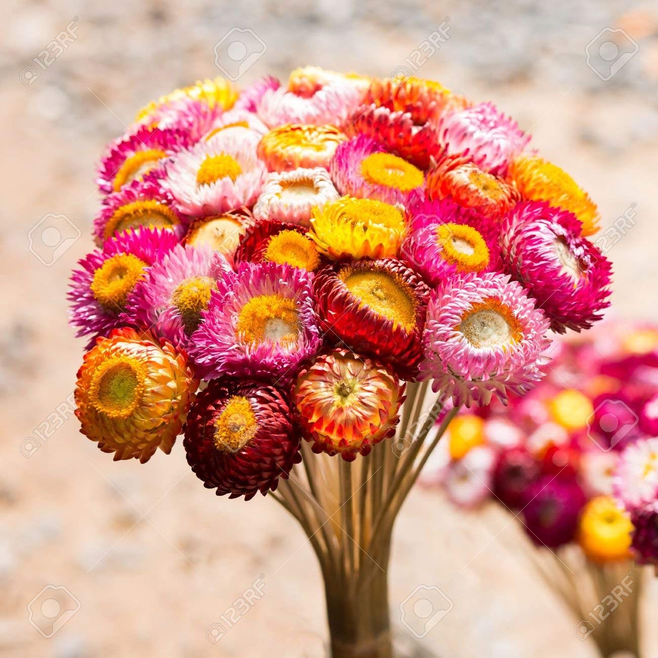 See full amazon price history chart for OhhSome Flower Seeds For Hot Climates - Strawflower Flower Seeds - Kitchen Garden Pack - Eco OhhSome Flower Seeds For Hot Climates - Strawflower Flower Seeds - Kitchen Garden Pack - Eco (B07YP8443W) Amazon Price History, Amazon Price Tracker