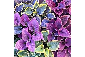 150 Mixed Hosta Seeds for Garden, Yard, Pollinator Attraction
