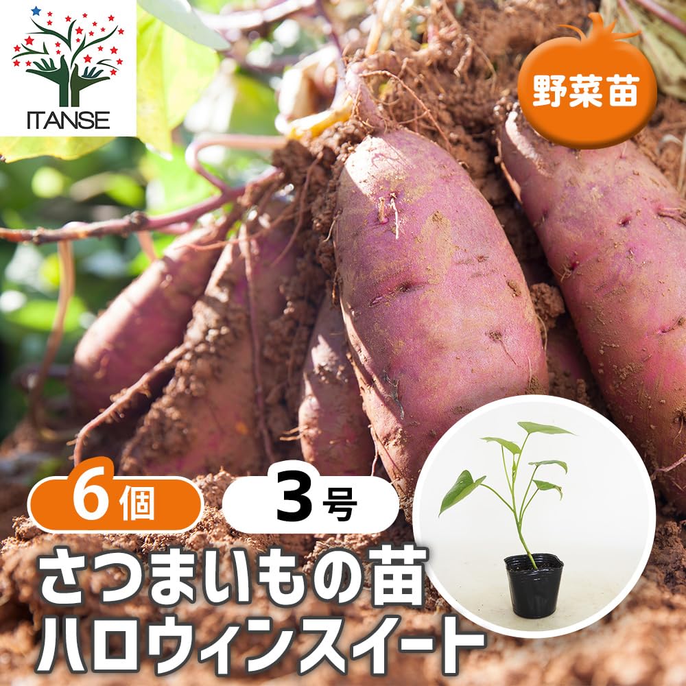 Amazon.co.jp: ITANSE さつまいもの苗 ハロウィンスイート 3号 6