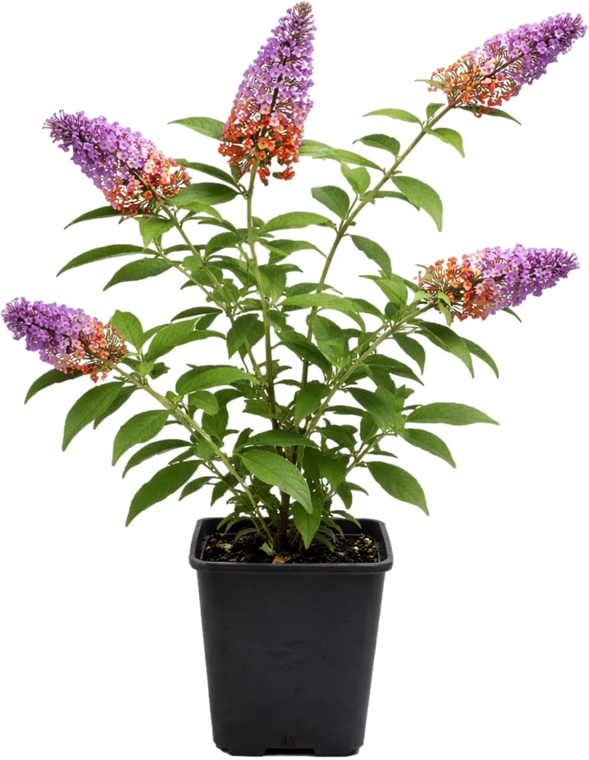 Easy to Grow Buddleia Butterfly Bush Bicolor 1 Plant - Potted Perennial Flower in a Quart Pot, Summer Fragrant Bicolor Orange & Purple Blooms in Sun