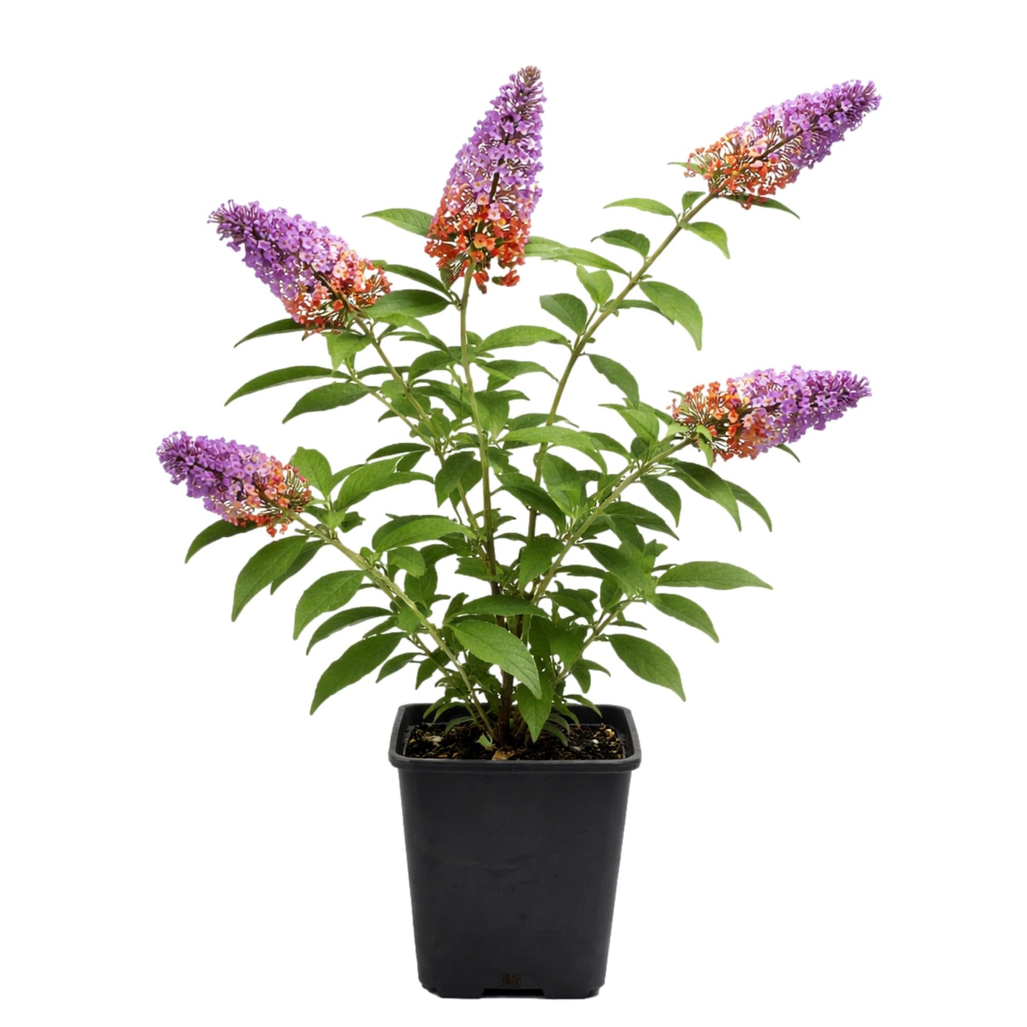 Easy to Grow Buddleia Butterfly Bush Bicolor